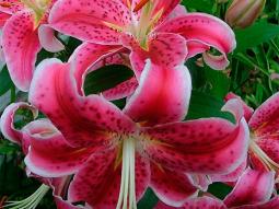 ���� ����� ���������� (�)
